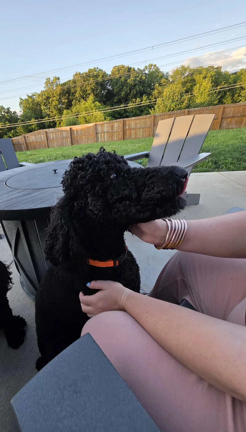 An adult medium-sized female Black Standard Poodle dog named Marigold for adoption in Greeneville, TN