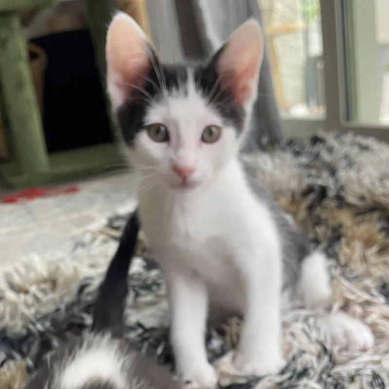 A baby medium-sized male White Domestic Short Hair cat named Kai for adoption in Queen Creek, AZ