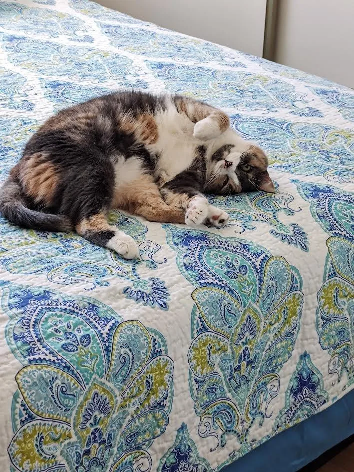 An adult medium-sized female Domestic Short Hair cat named Callie for adoption in Peoria, AZ