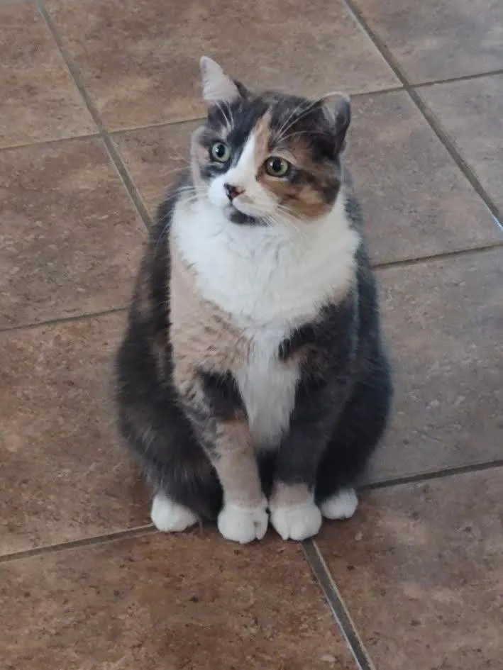 Callie thumbnail 6