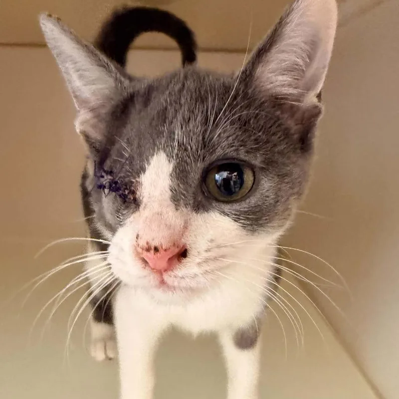 A young small-sized male Gray / Blue / Silver Domestic Short Hair cat named Hammy for adoption in Pasadena , MD