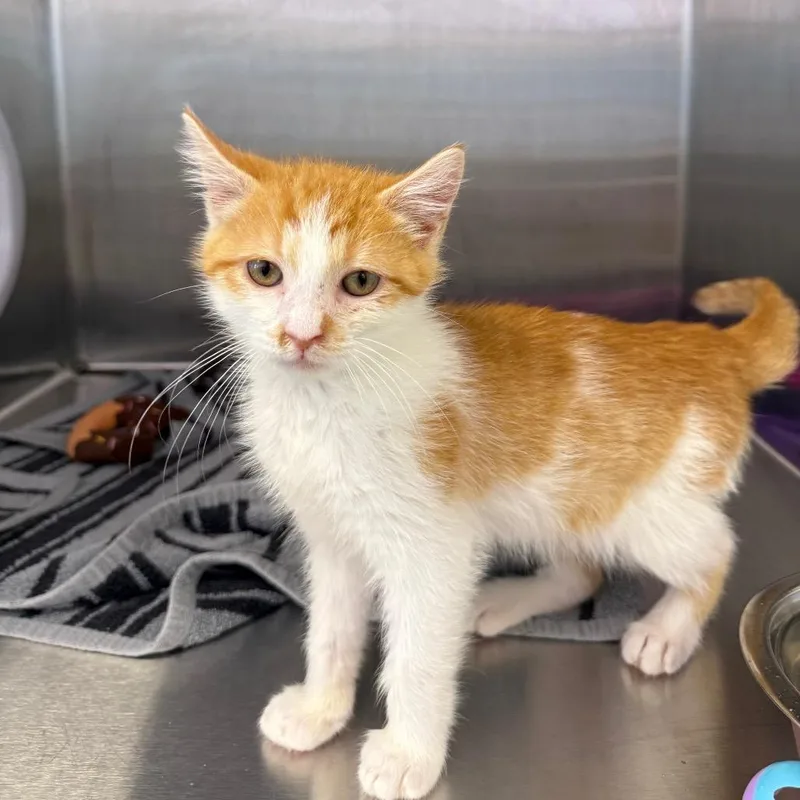 A baby small-sized male Orange / Red Domestic Medium Hair cat named Bay for adoption in Madisonville, TN