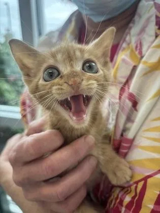 A baby small-sized male Domestic Short Hair cat named Jinx for adoption in Manteo, NC