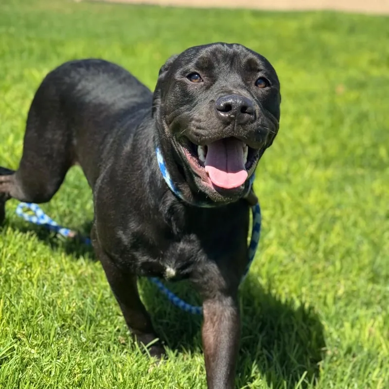A young large-sized male Labrador Retriever dog named Humphrey for adoption in Santa Barbara, CA