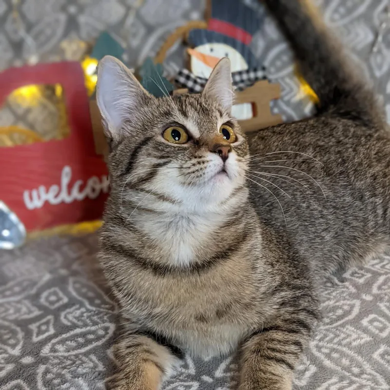 Selenite thumbnail 2