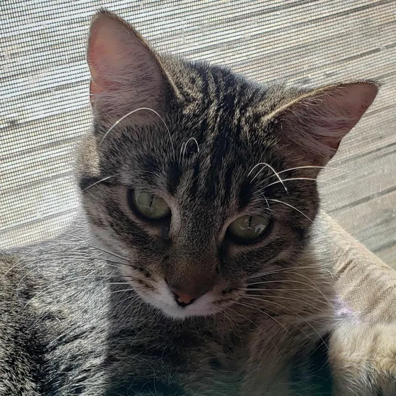 Selenite thumbnail 3