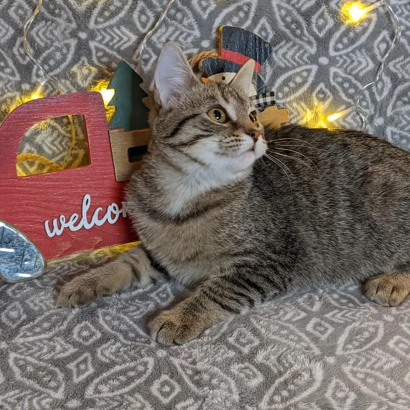 Selenite thumbnail 6