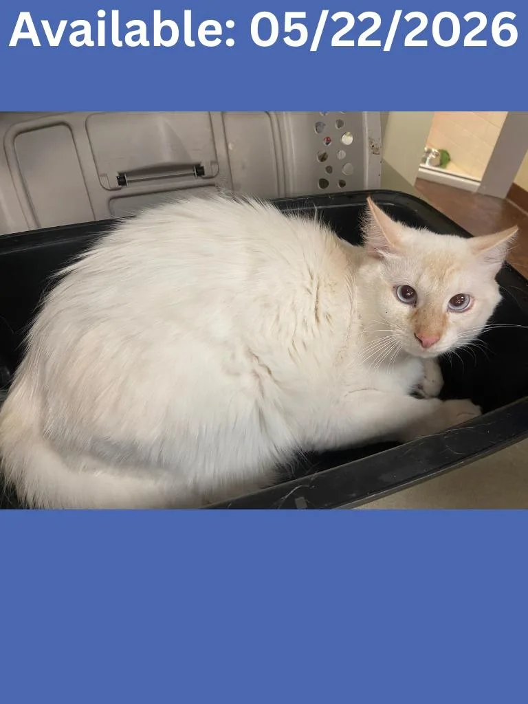 A young large-sized male Siamese cat named Cat Condo  Taro for adoption in Greenville, TX