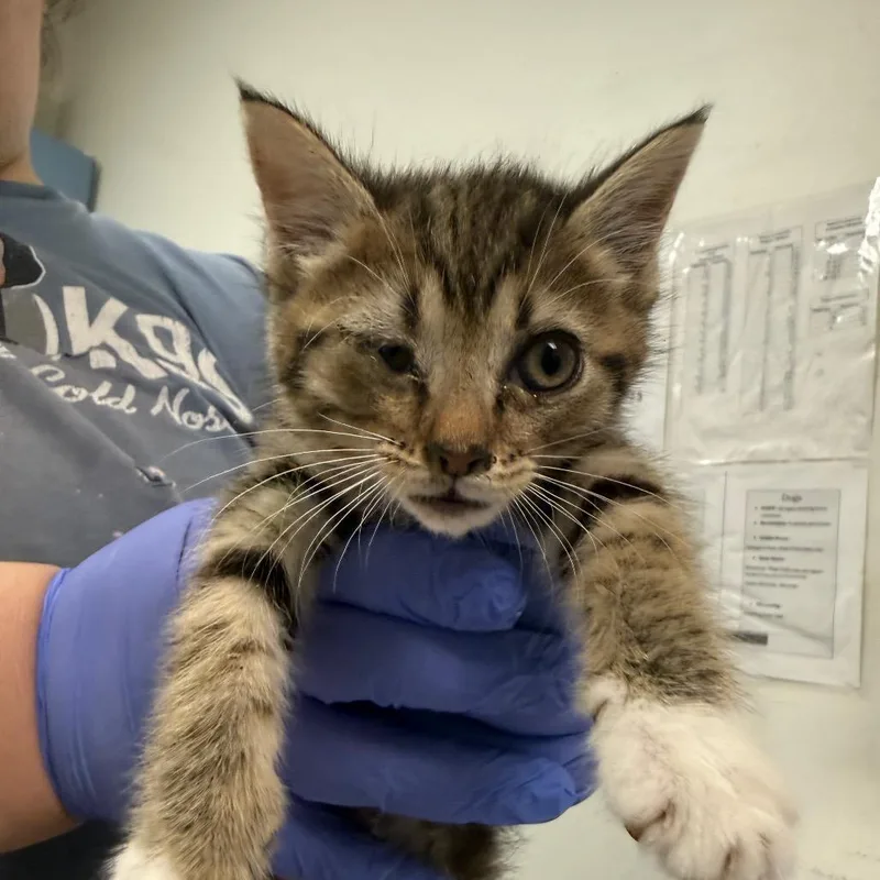 A baby small-sized female Brown / Chocolate Domestic Medium Hair cat named Chicken Soup for adoption in Charleston, WV