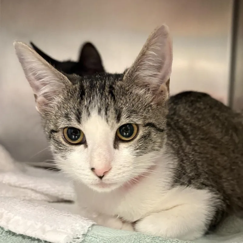 A baby small-sized female White Domestic Short Hair cat named Hognose for adoption in Chattanooga, TN
