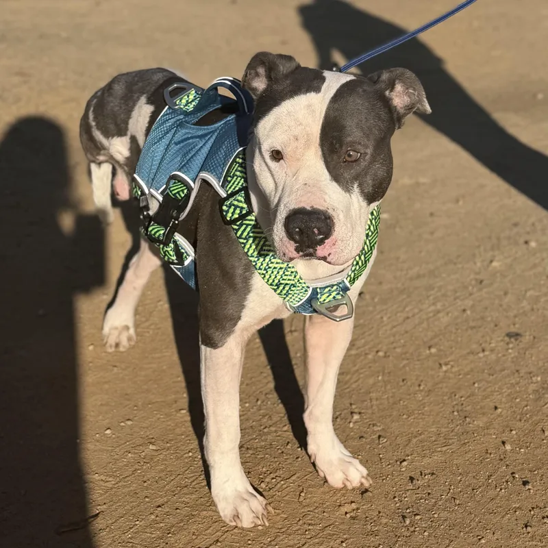 Sir Gregor thumbnail 2