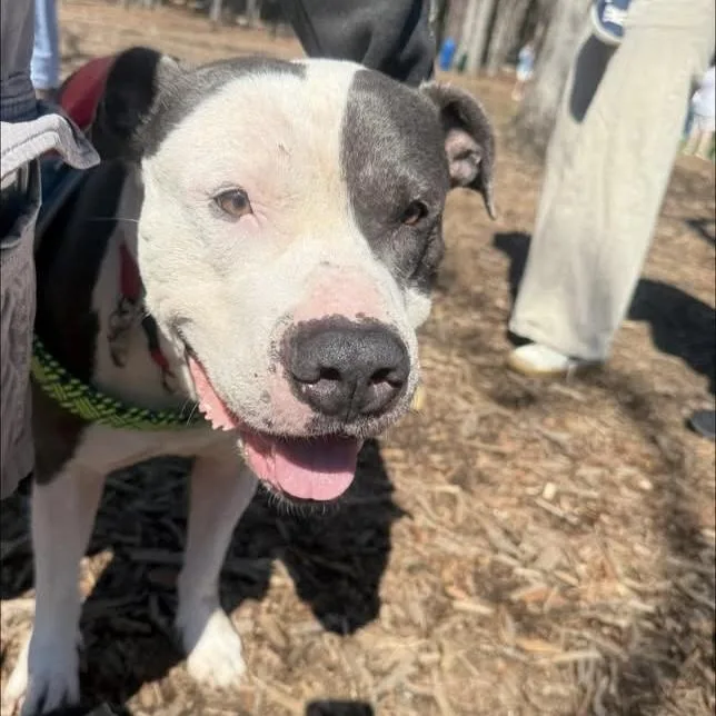 Sir Gregor thumbnail 3