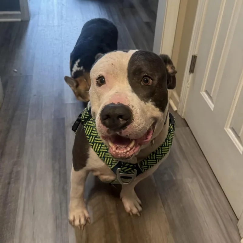 Sir Gregor thumbnail 4