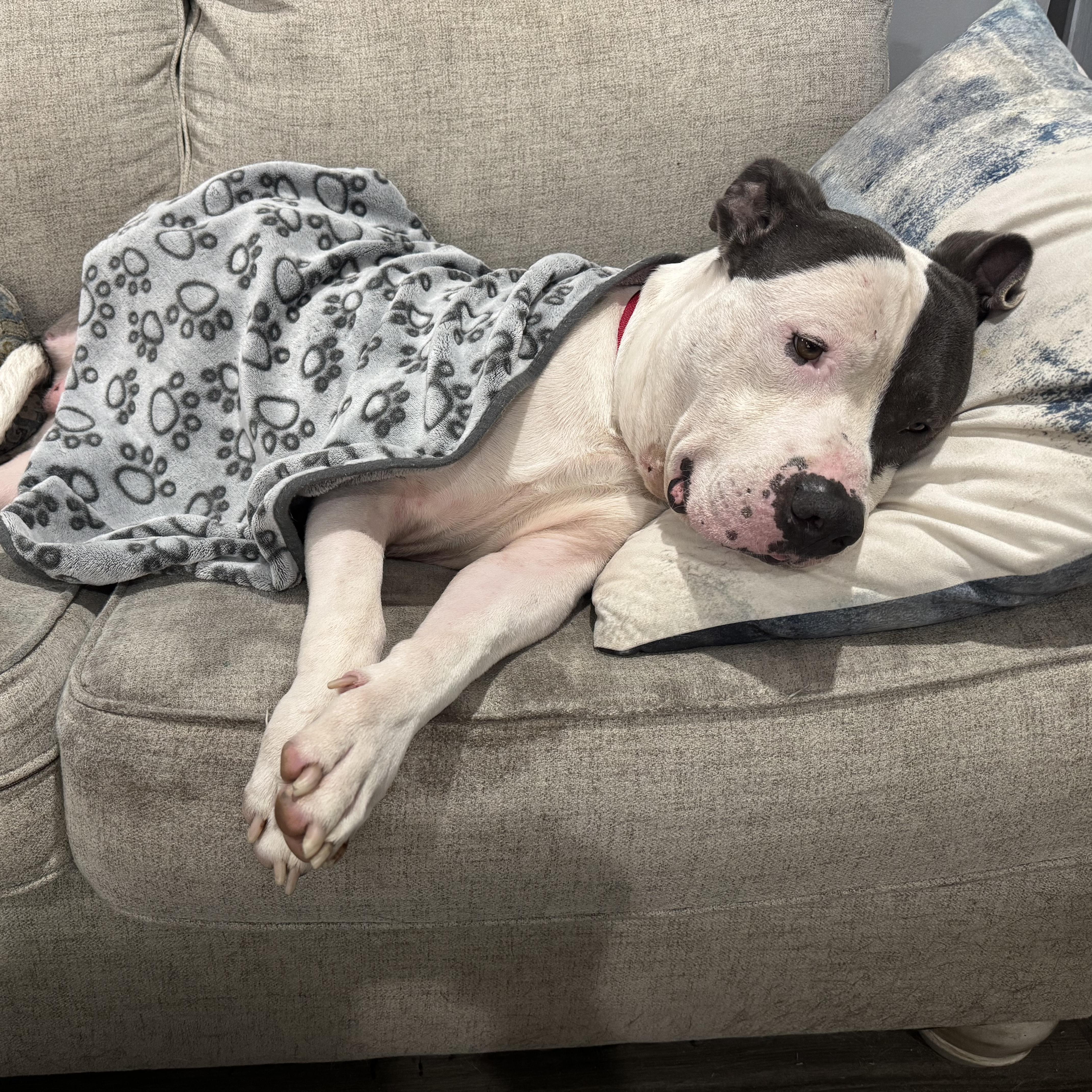 Sir Gregor thumbnail 5