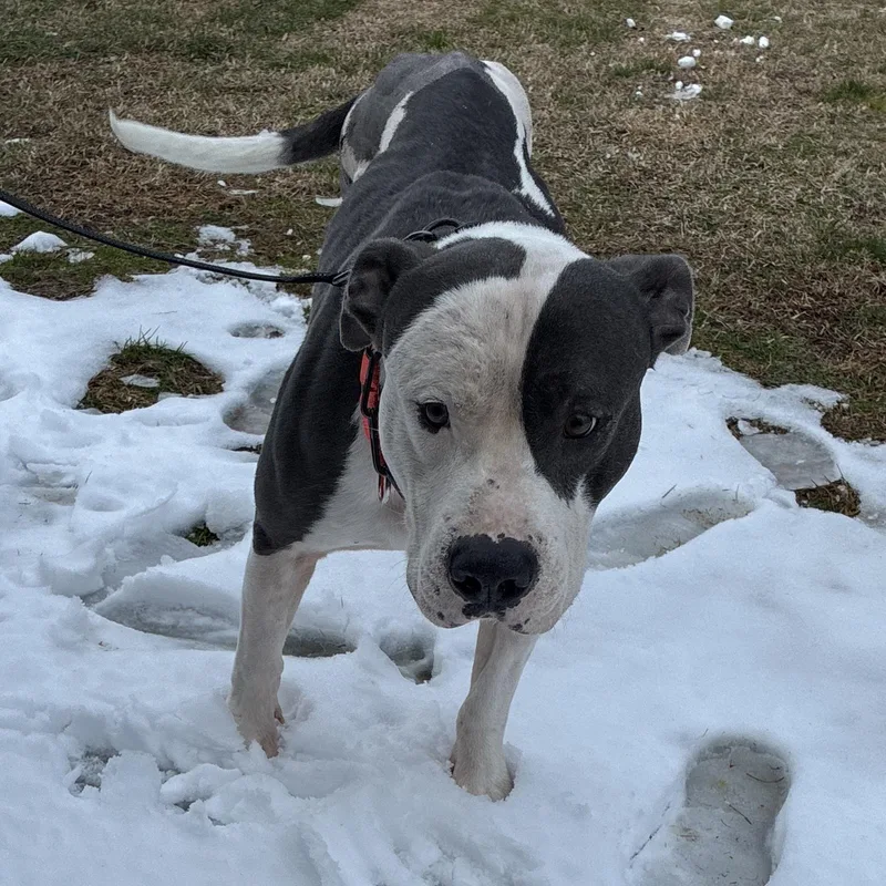 Sir Gregor thumbnail 6