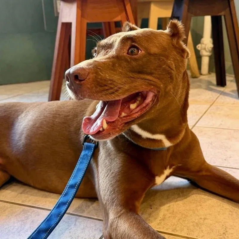 An adult medium-sized female American Staffordshire Terrier dog named Mochachino for adoption in Long Island City, NY