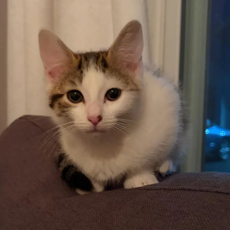 A baby small-sized male White Domestic Short Hair cat named Dillie for adoption in Springfield, MA