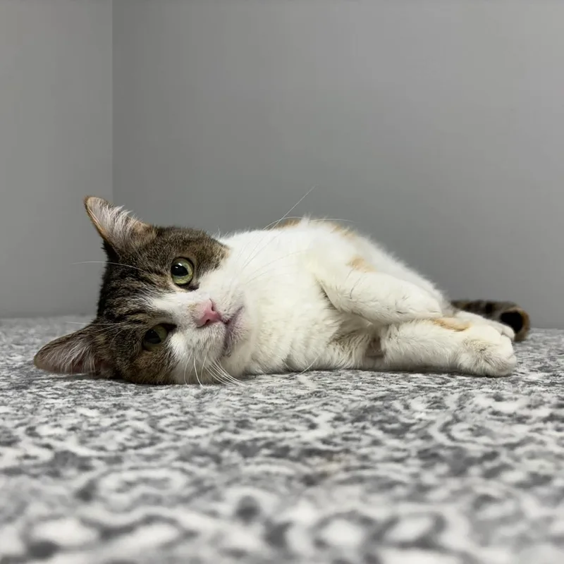 A senior medium-sized female Calico Domestic Short Hair cat named Bella for adoption in Frankfort, IN