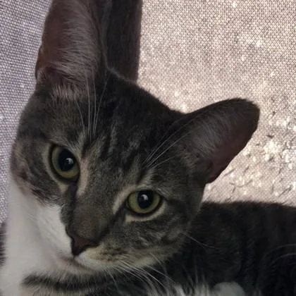 A young medium-sized male Domestic Short Hair cat named Max for adoption in Voorhees, NJ