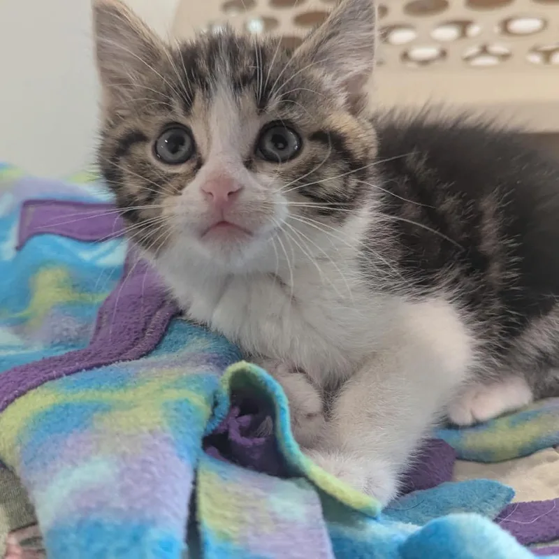 A baby small-sized male Brown / Chocolate Domestic Short Hair cat named Green Apple for adoption in La Grange, KY