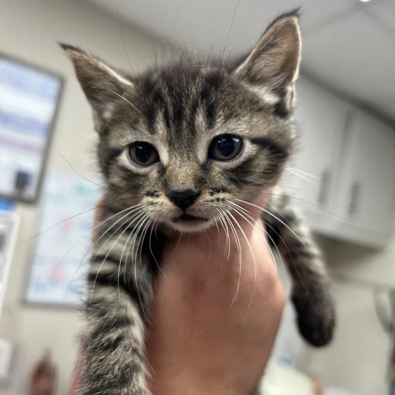 A baby small-sized male Brown / Chocolate Domestic Short Hair cat named Harry Mason for adoption in Uniontown, PA