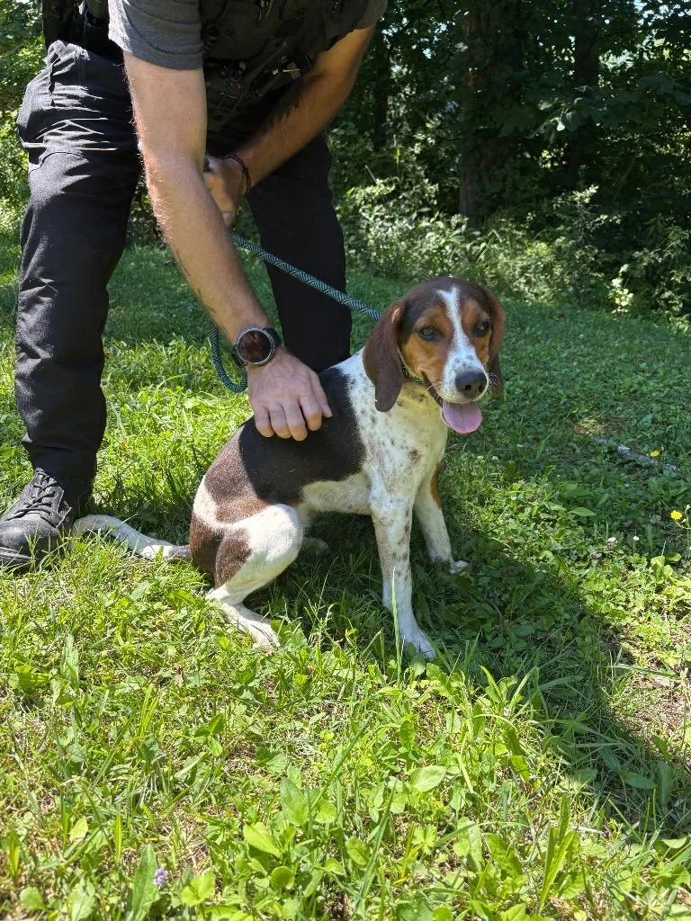 Kora