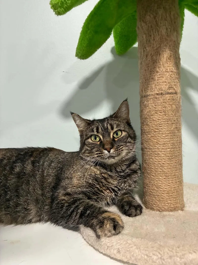 An adult medium-sized female Domestic Short Hair cat named Bea for adoption in Millington, TN