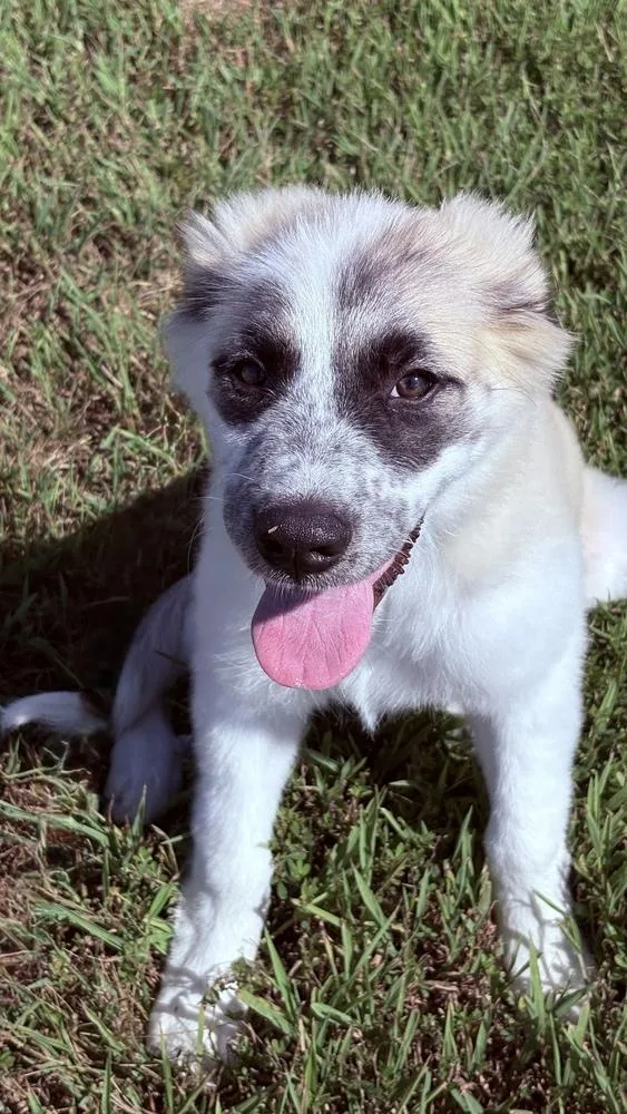 A baby small-sized female Great Pyrenees dog named Lexi for adoption in Dickson, TN