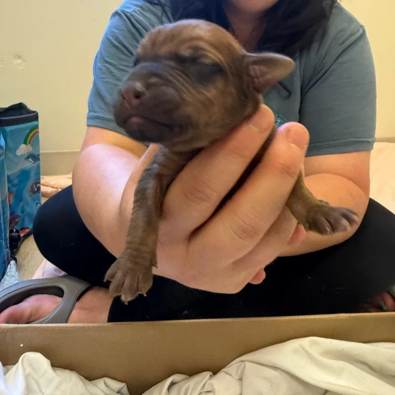 A baby small-sized male Mixed Breed dog named Liam Dunbar for adoption in Red House, WV