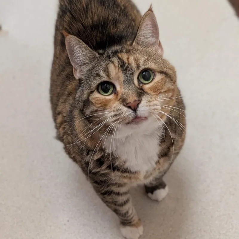 A senior large-sized female Brown / Chocolate Domestic Short Hair cat named Kiki for adoption in Springfield, MA