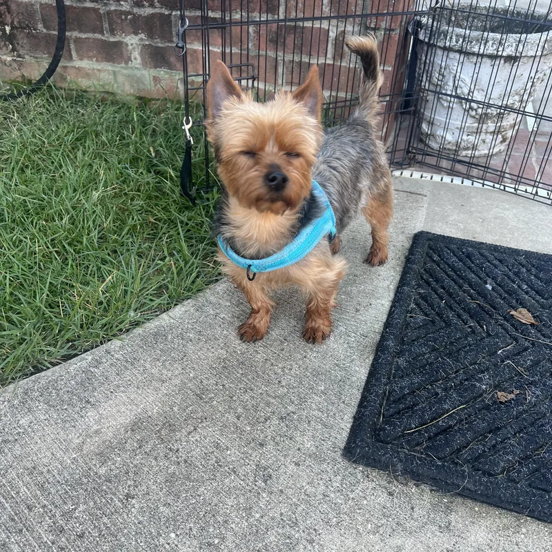 A young small-sized male Bicolor Yorkshire Terrier dog named Buddy for adoption in Mobile , AL