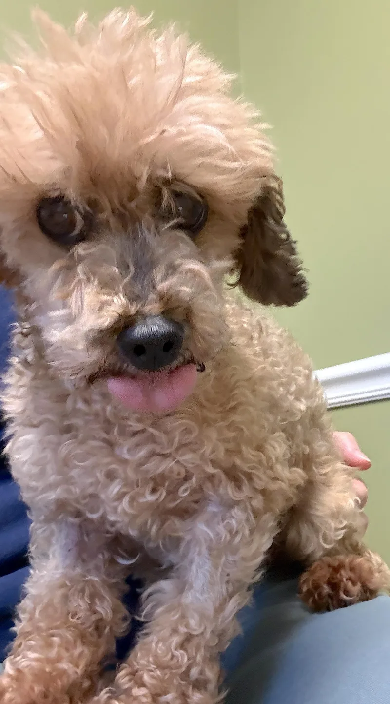 A senior small-sized female Apricot / Beige Miniature Poodle dog named Deliah for adoption in Mount Airy, NC