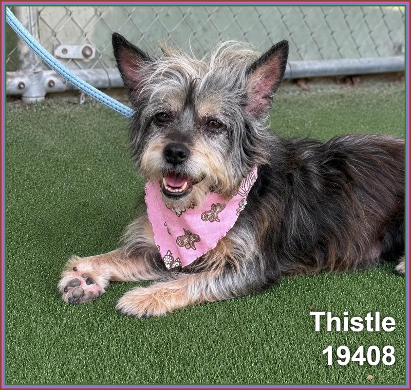 A senior small-sized female Gray / Blue / Silver Terrier dog named Thistle for adoption in Marietta, GA
