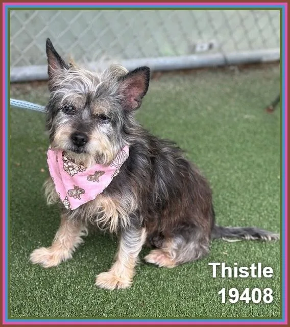 Thistle thumbnail 3