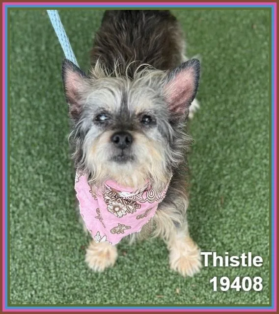 Thistle thumbnail 4