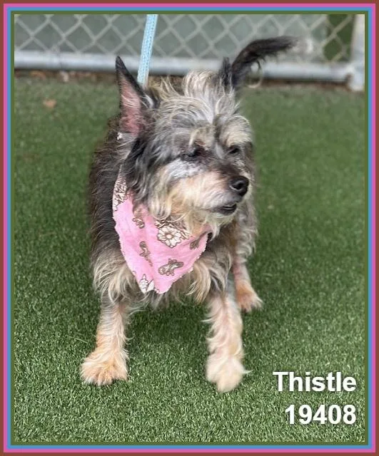 Thistle thumbnail 5