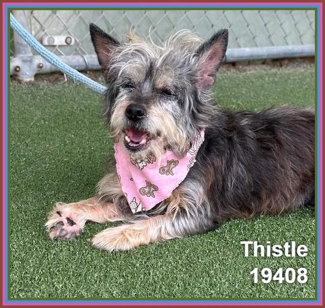 Thistle thumbnail 6