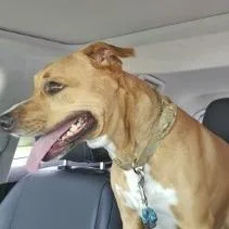 An adult medium-sized female Golden Mixed Breed dog named Summer for adoption in West Palm Beach, FL