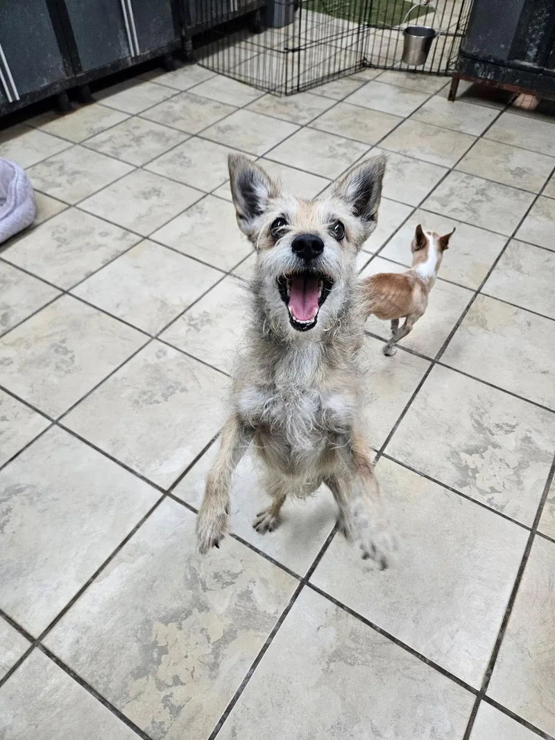 A senior medium-sized male Terrier dog named Ricardo for adoption in El Centro, CA