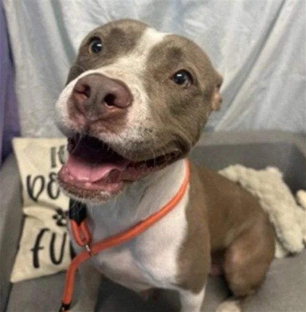 An adult large-sized female Staffordshire Bull Terrier dog named Sunny for adoption in Tavares, FL