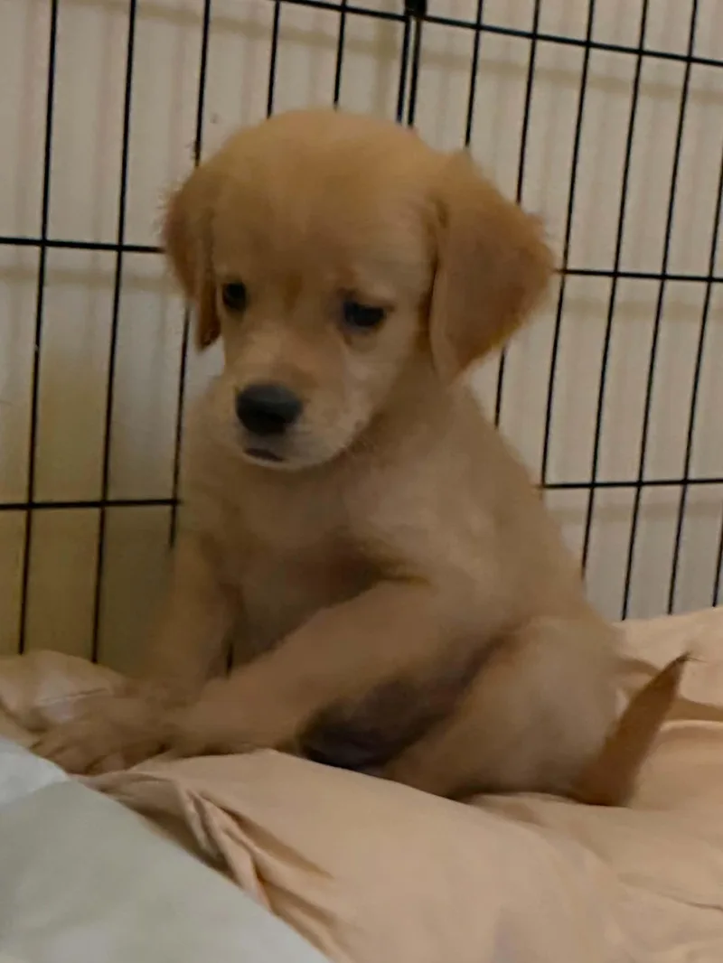 A baby small-sized male Golden Retriever dog named Porkchop for adoption in Havertown, PA
