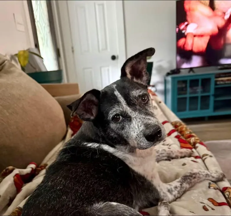 An adult medium-sized female Australian Cattle Dog / Blue Heeler dog named Catoosa for adoption in Calhoun, GA