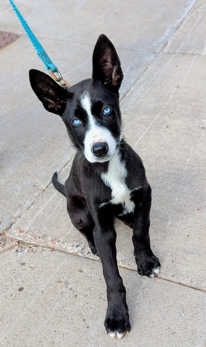 A baby large-sized male Mixed Breed dog named Sheldon for adoption