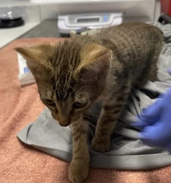 A baby small-sized male Domestic Short Hair cat named Furlough for adoption in Escondido, CA