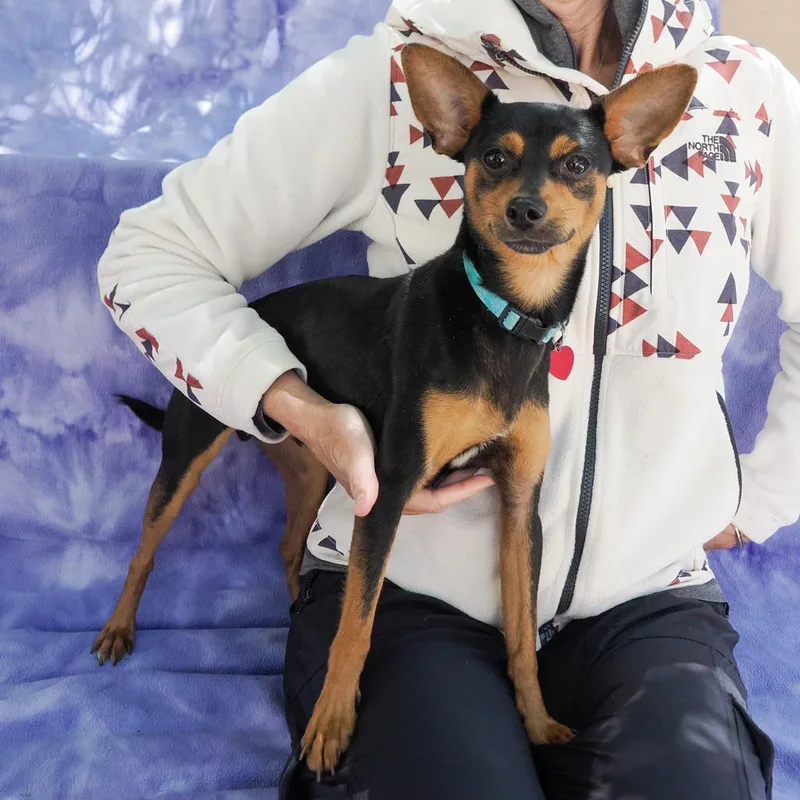 An adult small-sized male Brown / Chocolate Chihuahua dog named Gabe for adoption in Point Richmond, CA