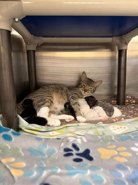 A young medium-sized female Domestic Short Hair cat named Violettarose for adoption in Fremont, CA
