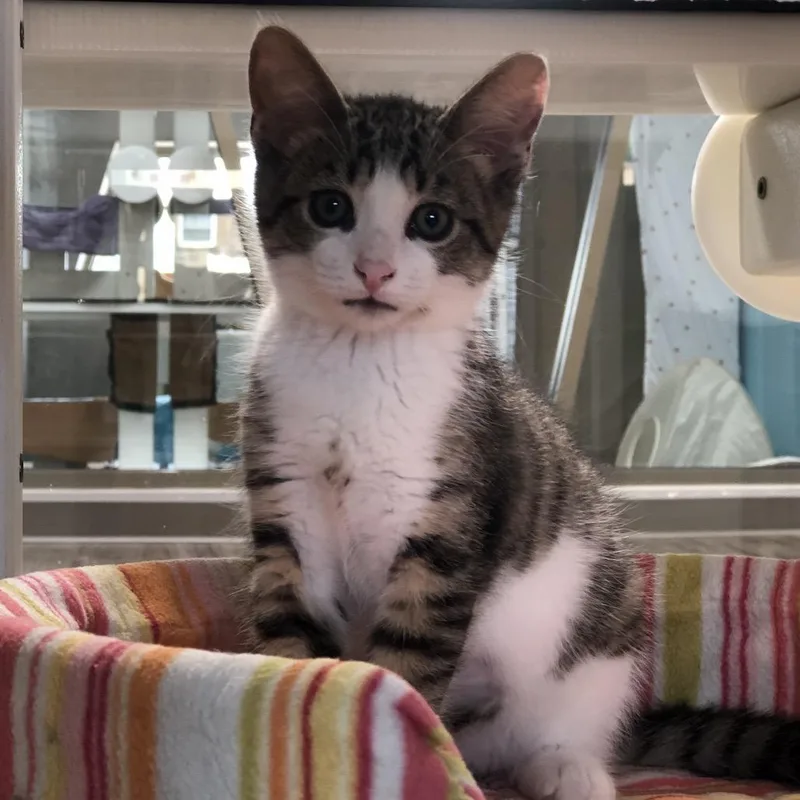 A baby small-sized male Brown / Chocolate Domestic Short Hair cat named Ghost Freak for adoption in Chicago, IL