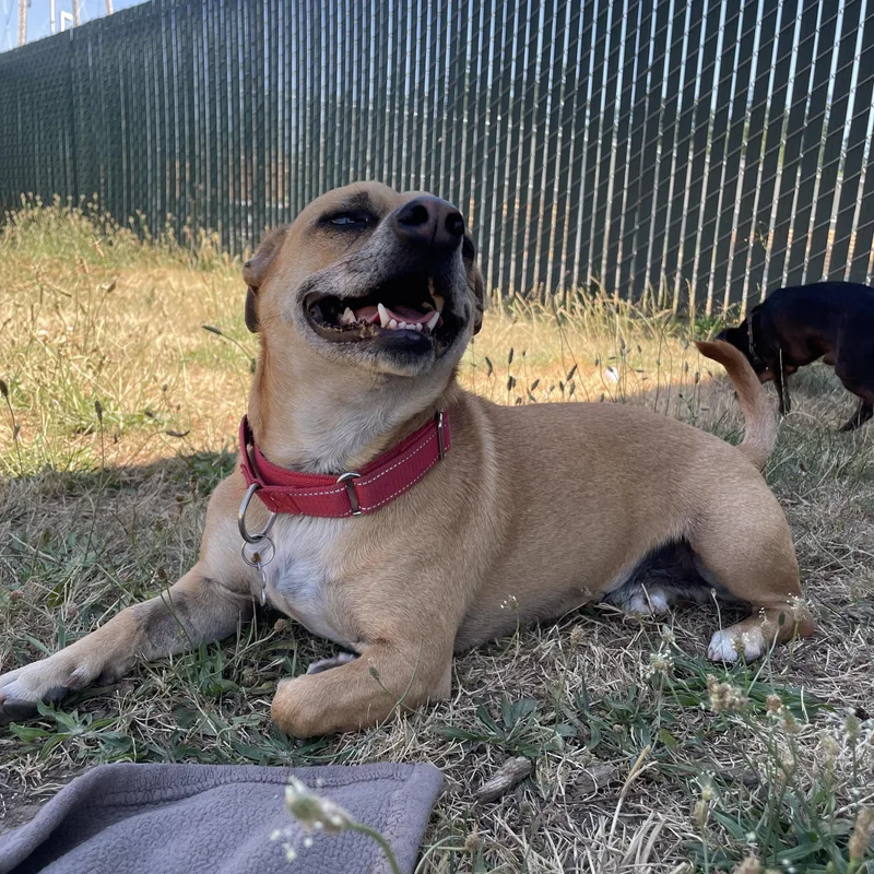An adult small-sized male Apricot / Beige Chihuahua dog named Bullwinkle for adoption in Lake Oswego, OR