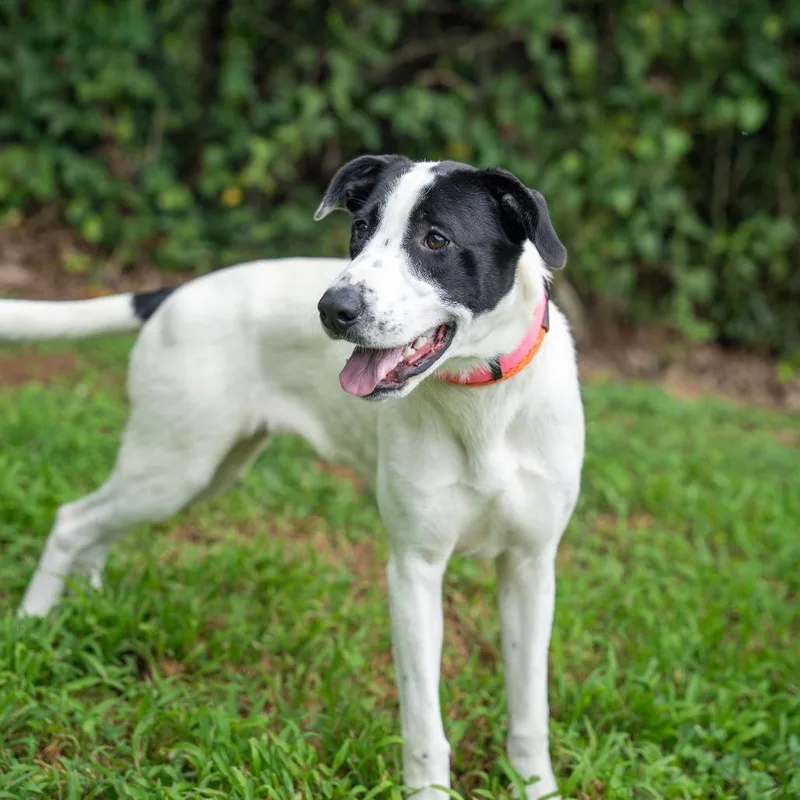 An adult medium-sized female Hound dog named Iris for adoption in Gainesville, GA