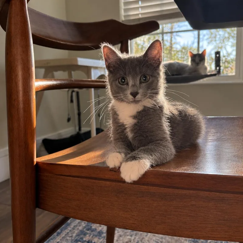 A baby small-sized female Gray & White Domestic Medium Hair cat named Willow for adoption in Cleveland, TX